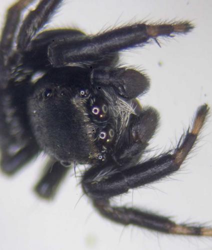 Evarcha arcuata